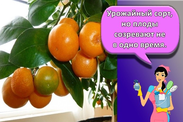 Урожайный сорт, но плоды созревают не в одно время