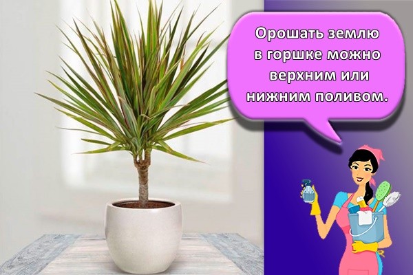 Орошать землю в горшке можно верхним или нижним поливом.