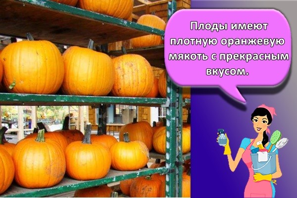 Плоды имеют плотную оранжевую мякоть с прекрасным вкусом.
