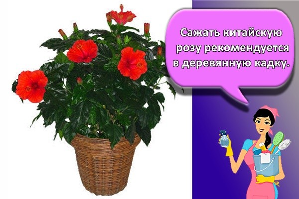Сажать китайскую розу рекомендуется в деревянную кадку.