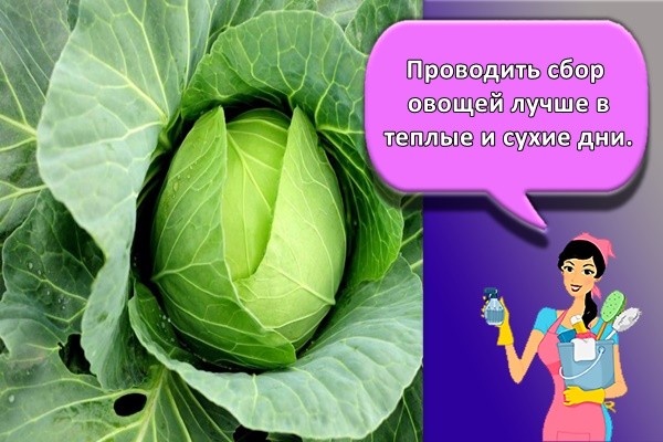 Проводить сбор овощей лучше в теплые и сухие дни.
