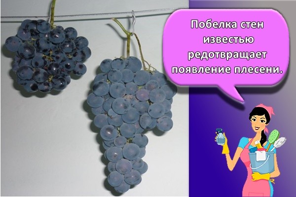 Побелка стен известью предотвращает появление плесени.
