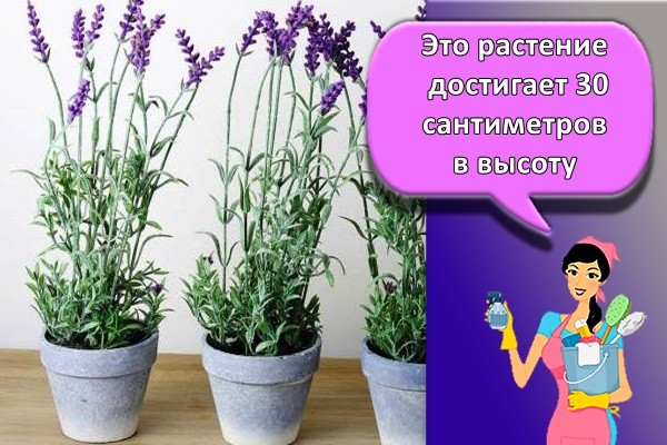 Это растение достигает 30 сантиметров в высоту