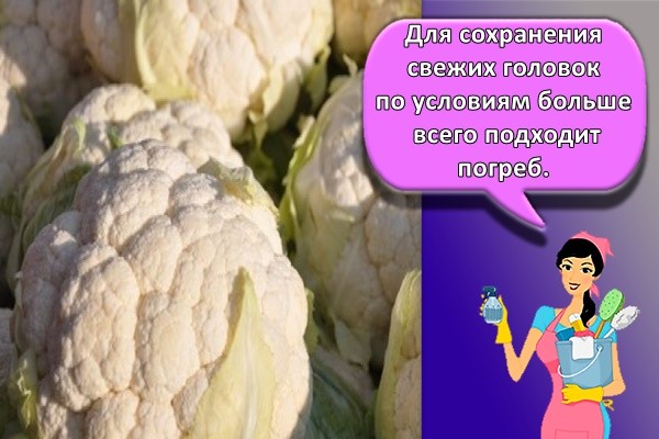 Для сохранения свежих головок по условиям больше всего подходит погреб.