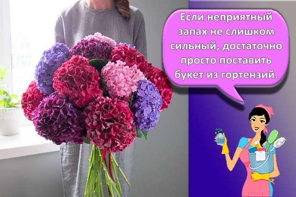 гортензия
