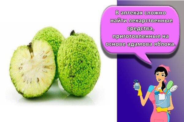 В аптеках сложно найти лекарственные средства, приготовленные на основе адамова яблока.