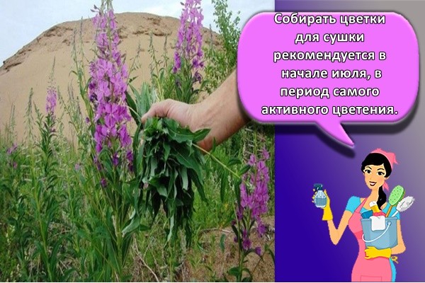 собирать цветки для сушки рекомендуется в начале июля, в период самого активного цветения
