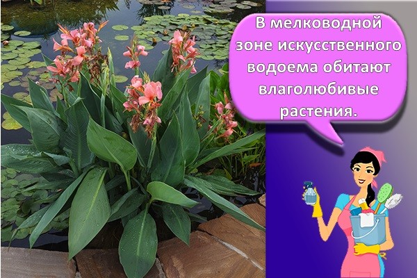 мелководные растения