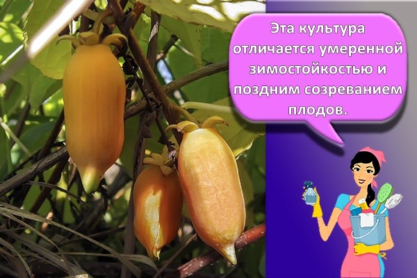 вид абрикосовый