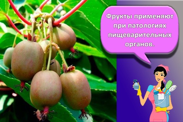 лечебное свойство