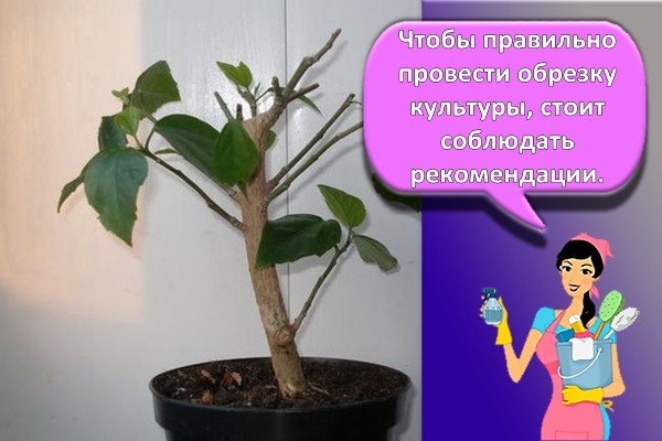 обрезка цветка
