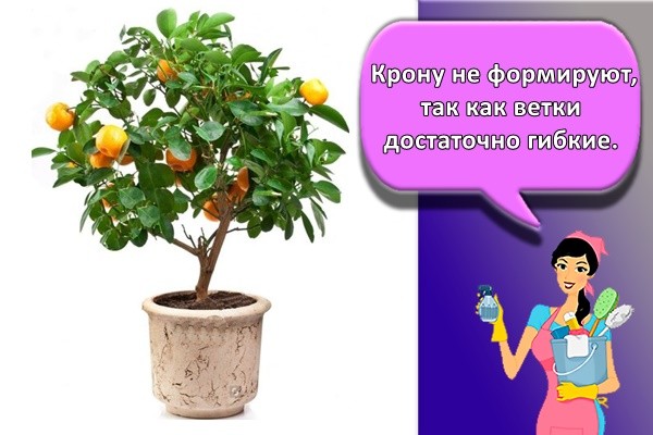 Крону не формируют, так как ветки достаточно гибкие.