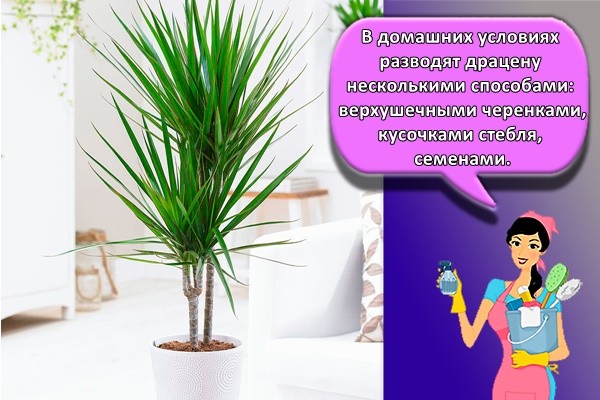 В домашних условиях разводят драцену несколькими способами: верхушечными черенками, кусочками стебля, семенами.