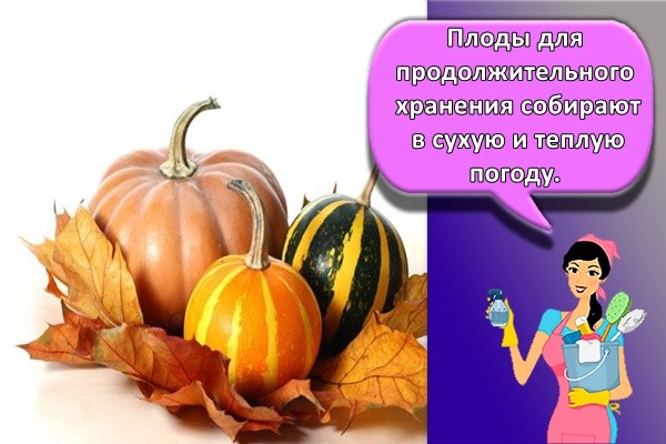Плоды для продолжительного хранения собирают в сухую и теплую погоду