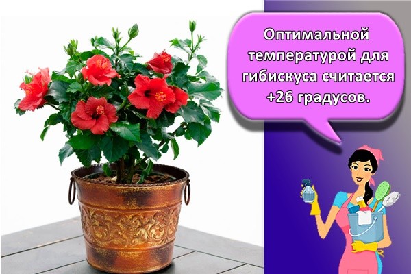 Оптимальной температурой для гибискуса считается +26 градусов.