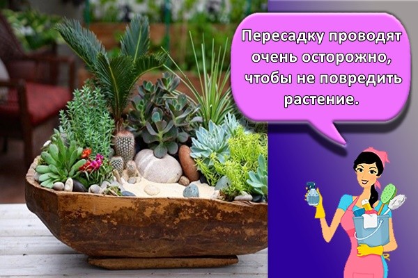 Пересадку проводят очень осторожно, чтобы не повредить растение.