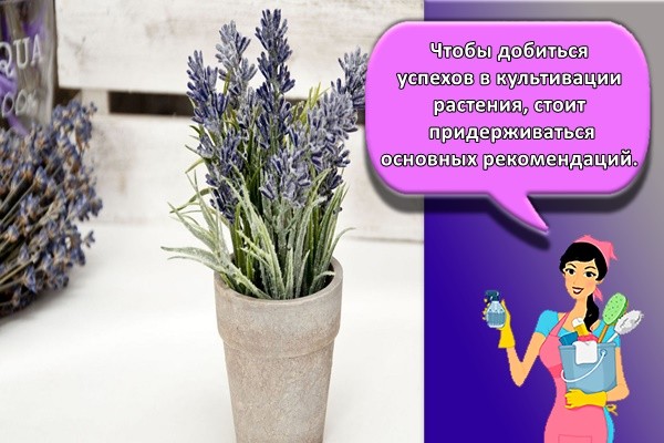 горшок с лавандой
