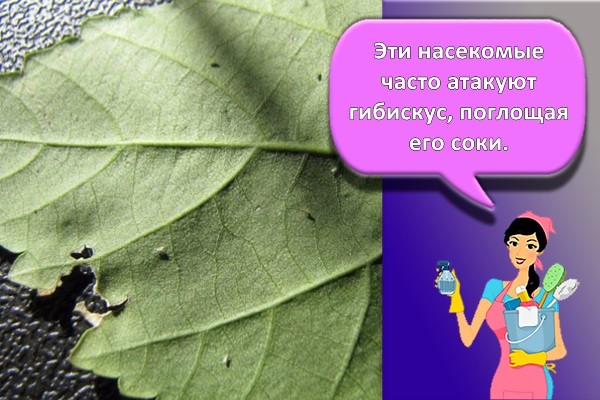 тля на листе