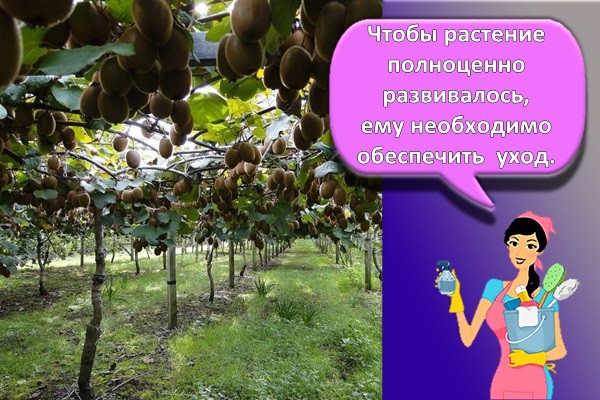 уход за актинидией