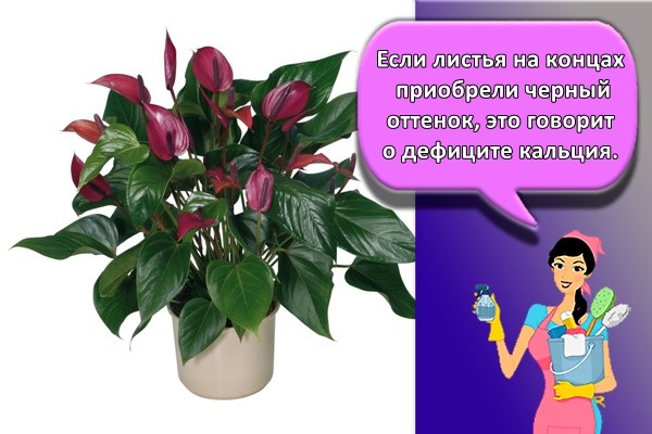 Если листья на концах приобрели черный оттенок, это говорит о дефиците кальция.