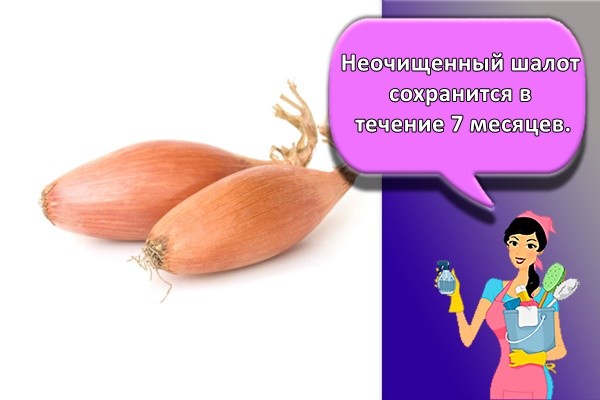 Неочищенный шалот сохранится в течение 7 месяцев.