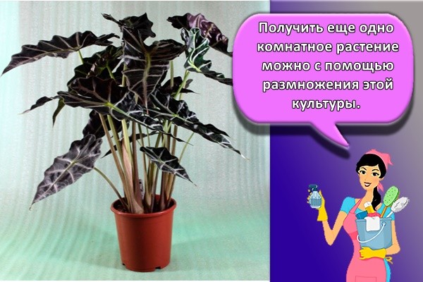 Получить еще одно комнатное растение можно с помощью размножения этой культуры.