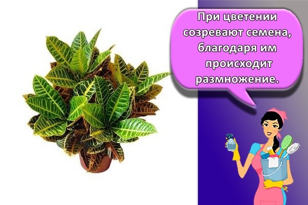 При цветении созревают семена, благодаря им происходит размножение.