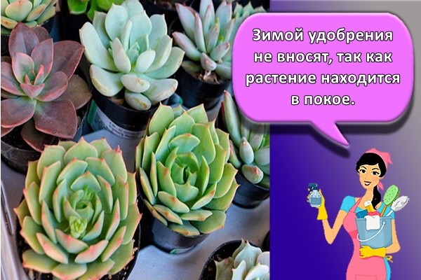Зимой удобрения не вносят, так как растение находится в покое.