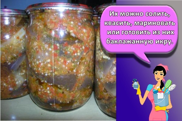 Их можно солить, квасить, мариновать или готовить из них баклажанную икру.