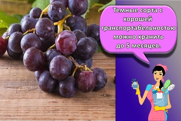 Темные сорта с хорошей транспортабельностью можно хранить до 5 месяцев.