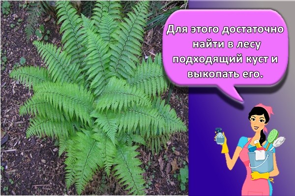 Для этого достаточно найти в лесу подходящий куст и выкопать его.