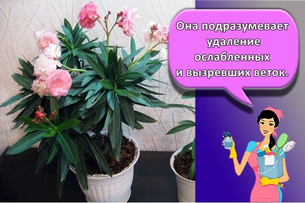 Она подразумевает удаление ослабленных и вызревших веток.