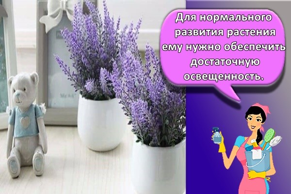 Для нормального развития растения ему нужно обеспечить достаточную освещенность.