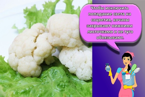 Чтобы исключить попадание света на соцветия, кочаны закрывают нижними листочками и не туго обвязывают.