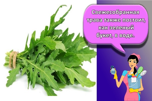 Свежесобранная трава также постоит, как зеленый букет, в воде.