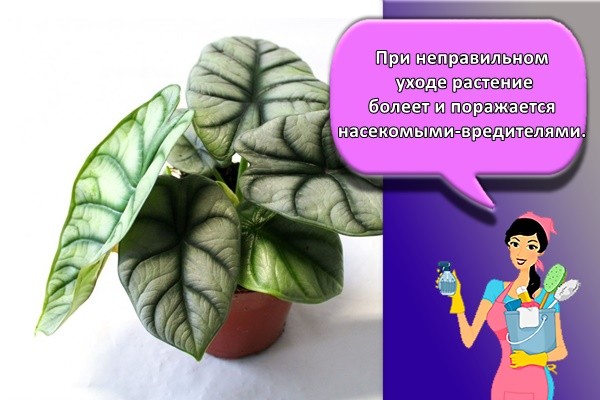 При неправильном уходе растение болеет и поражается насекомыми-вредителями.