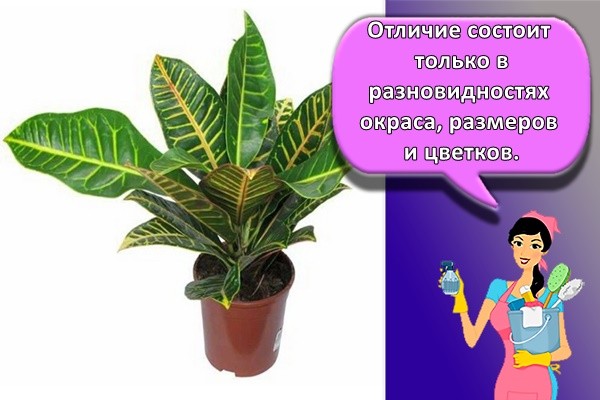 Отличие состоит только в разновидностях окраса, размеров и цветков.