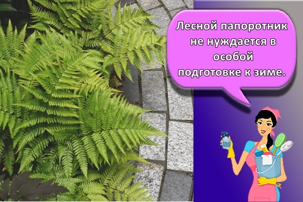 Лесной папоротник не нуждается в особой подготовке к зиме.