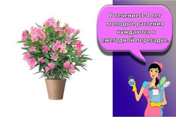 В течение 3-4 лет молодые растения нуждаются в ежегодной пересадке.