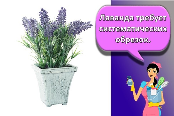 Лаванда требует систематических обрезок.