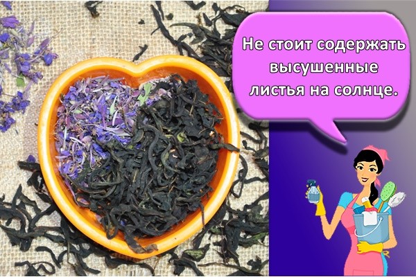 Не стоит содержать высушенные листья на солнце.