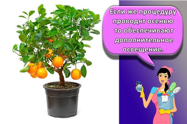Если же процедуру проводят осенью, то обеспечивают дополнительное освещение.