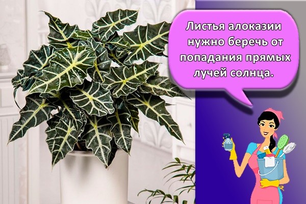 Листья алоказии нужно беречь от попадания прямых лучей солнца.
