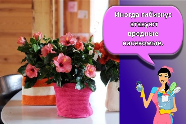 Иногда гибискус атакуют вредные насекомые.