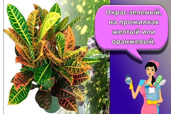 Окрас зеленый, на прожилках желтый или оранжевый.