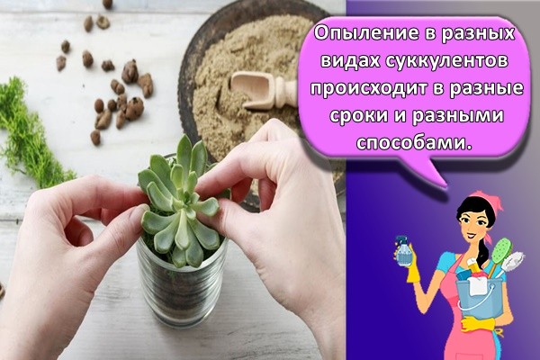 Опыление в разных видах суккулентов происходит в разные сроки и разными способами.