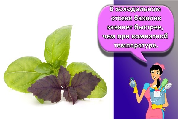 В холодильном отсеке базилик завянет быстрее, чем при комнатной температуре.