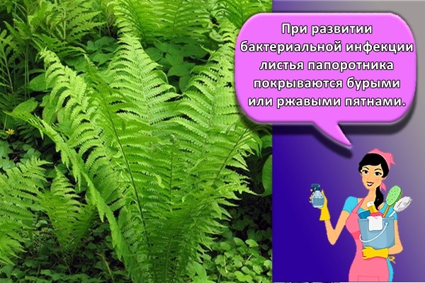 При развитии бактериальной инфекции листья папоротника покрываются бурыми или ржавыми пятнами.