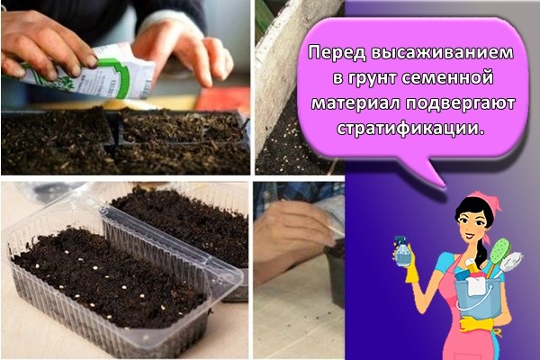 Перед высаживанием в грунт семенной материал подвергают стратификации.