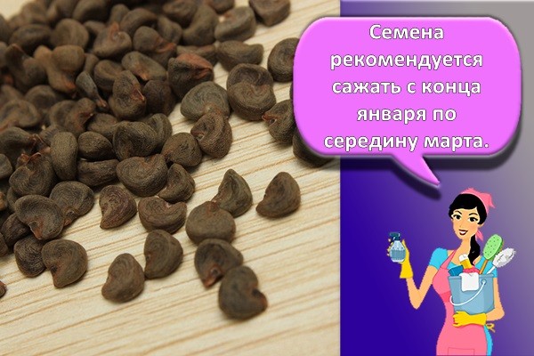 семена гибискуса
